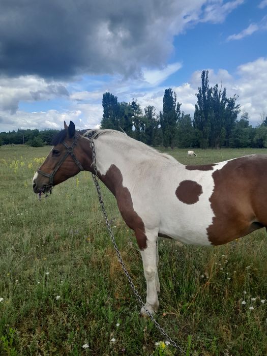 Продаємо Кобилу Американський пейнтхорс