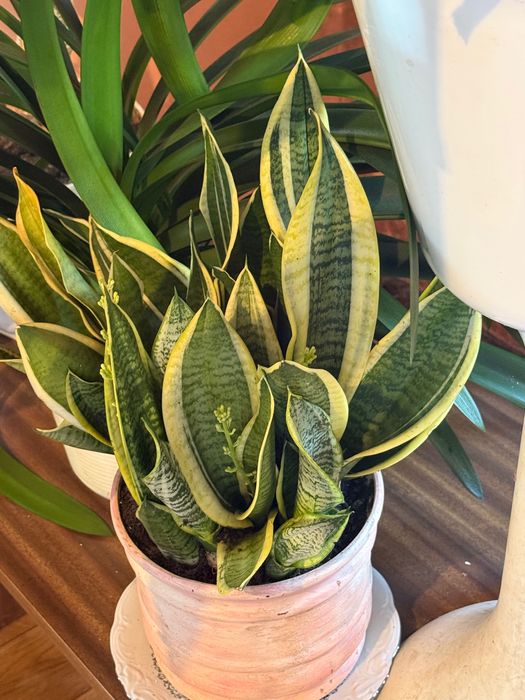 Żywe kwiatki doniczkowe Dracena 1,6 m i inne 5 szt.