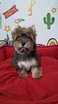 Yorkshire terrier ocean  pearl Dominik