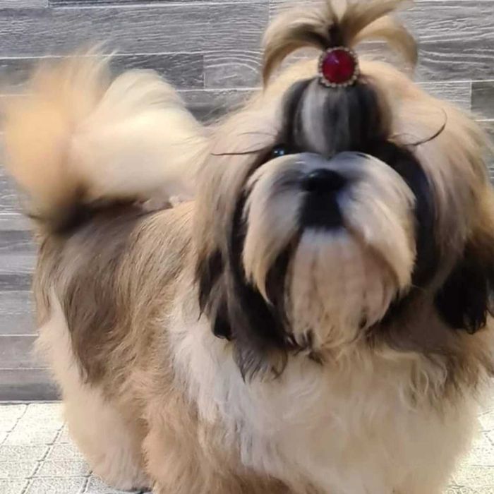 Cudna sunia Shih tzu Nemi gotowa do zmiany domu