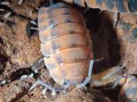 Porcellio scaber lava Isopody/prosionki/ekipa sprzątająca/łatwe