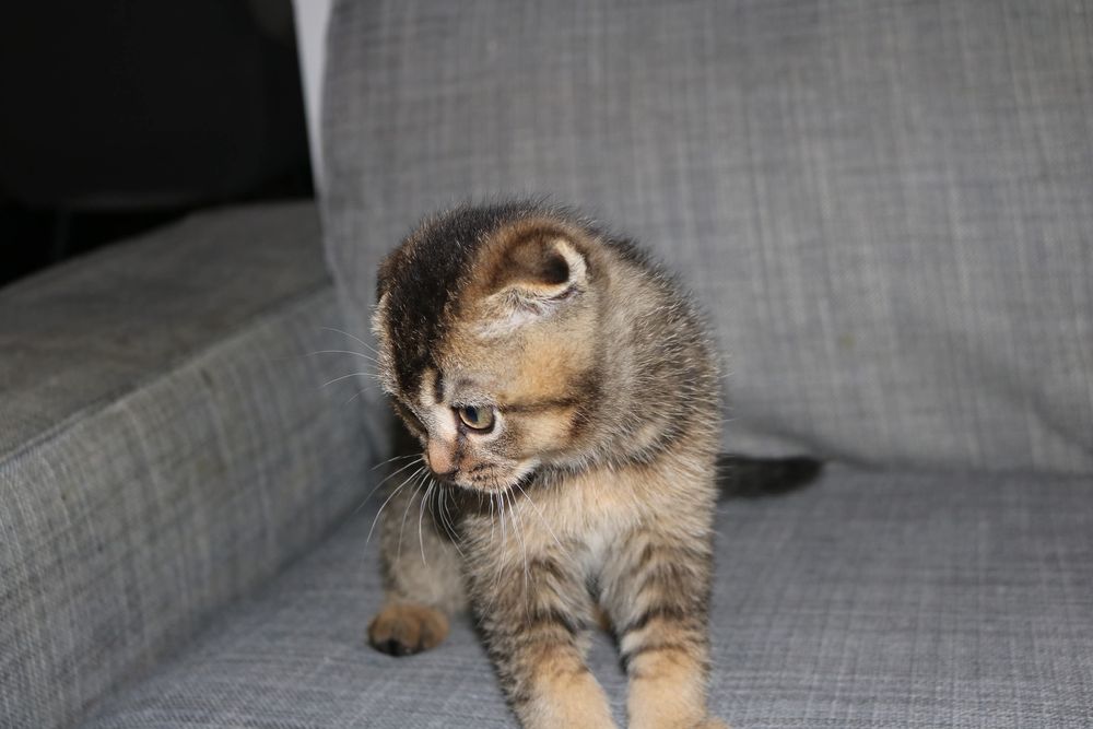um gatinho  scottish fold golden