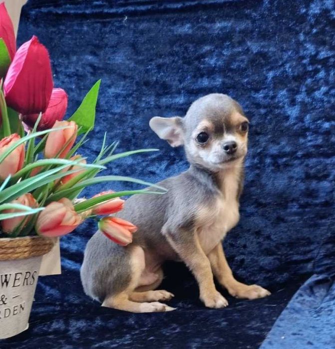 Голубо - подпалый мальчик чихуахуа.