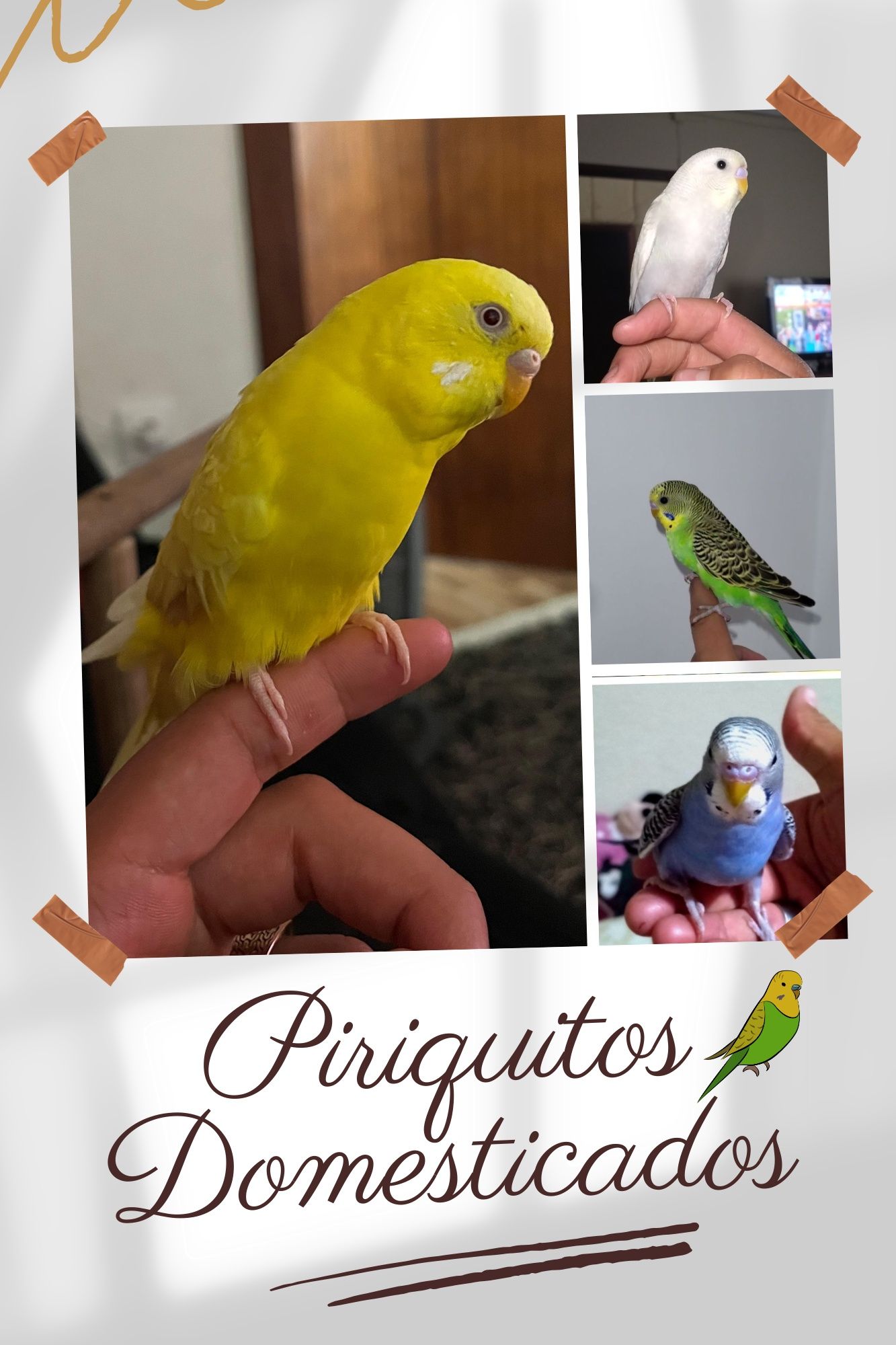 Vendo Piriquitos Australianos