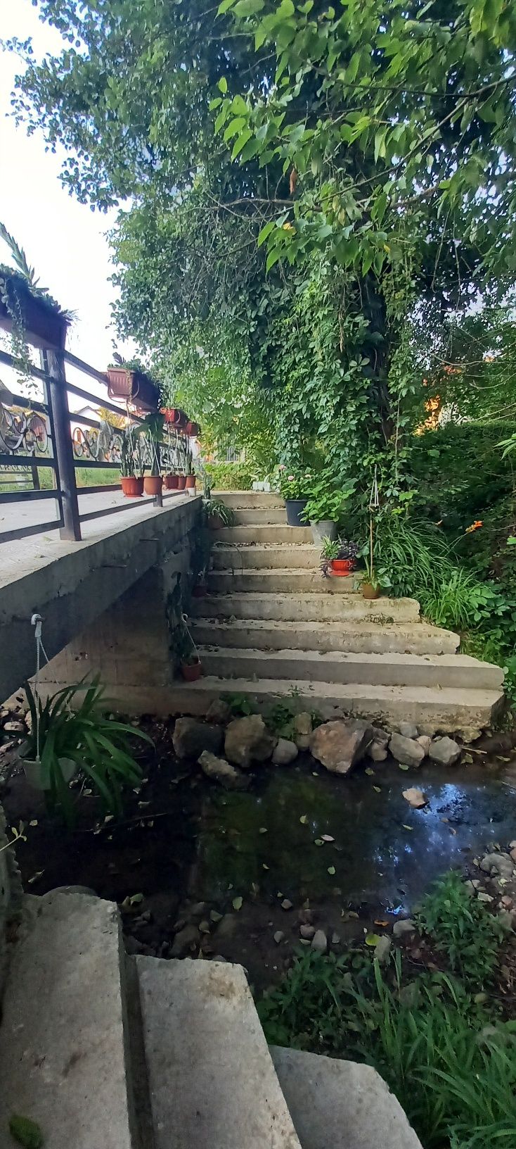 Девічий  виноград , жива  огорожа