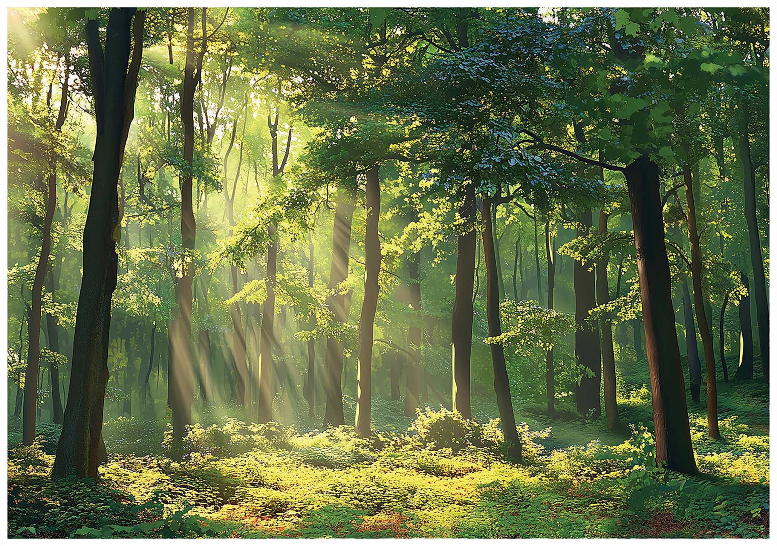 Fototapeta Las Drzewa Lato Polska Natura Widok Do Pokoju 3D + KLEJ