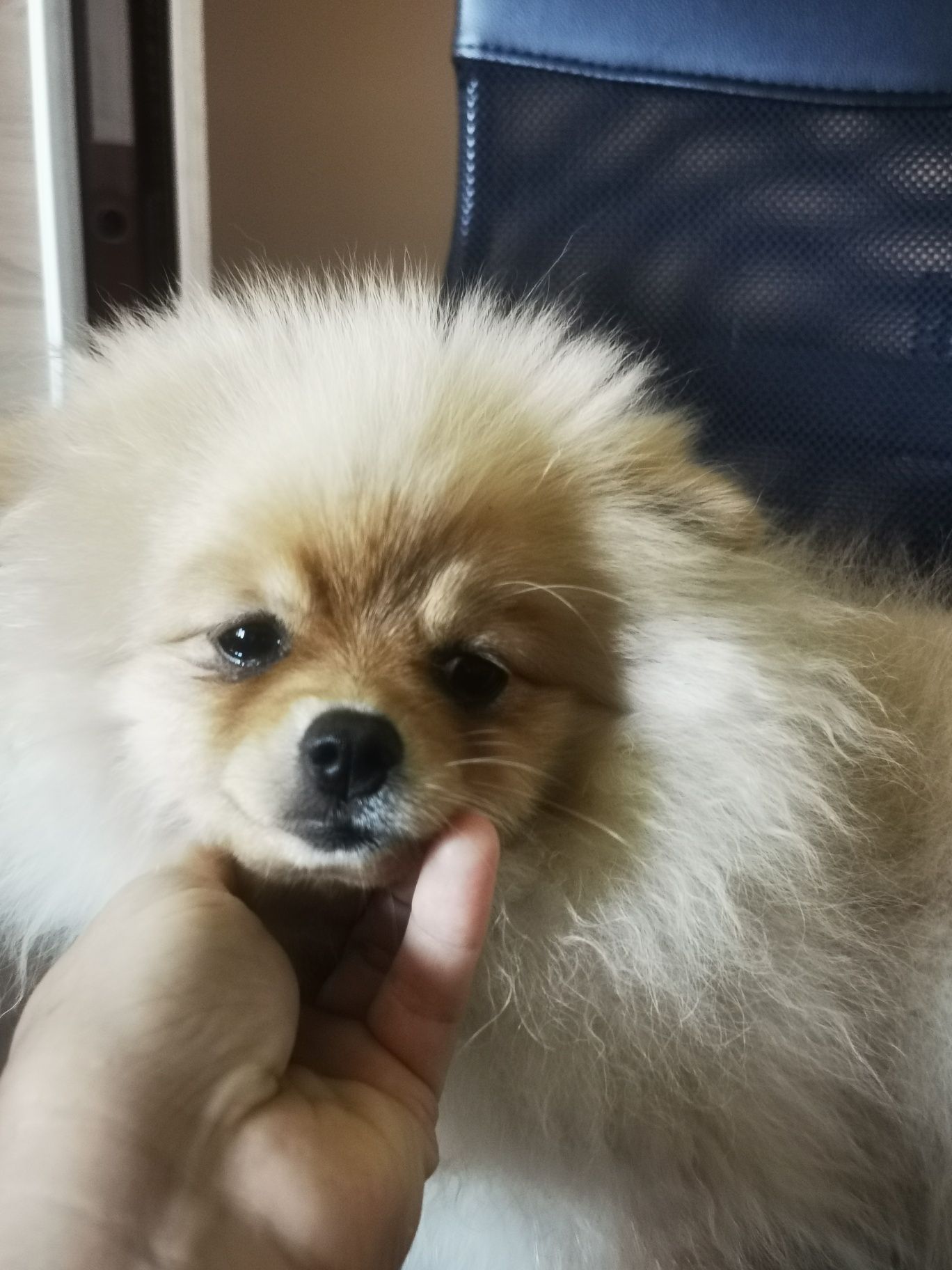 Pomeranian szpic miniaturowy śliczna dziewczynka 5 miesięcy