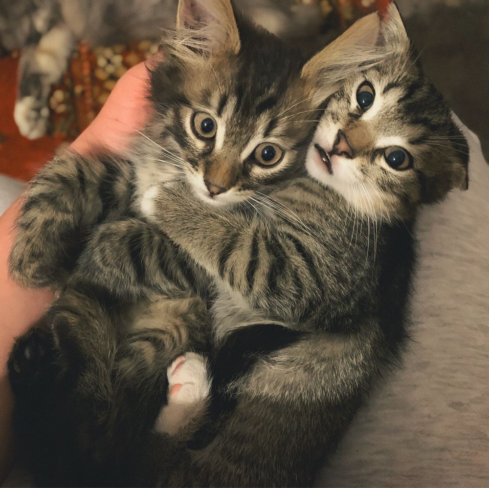 Віддам у добрі руки кошенят