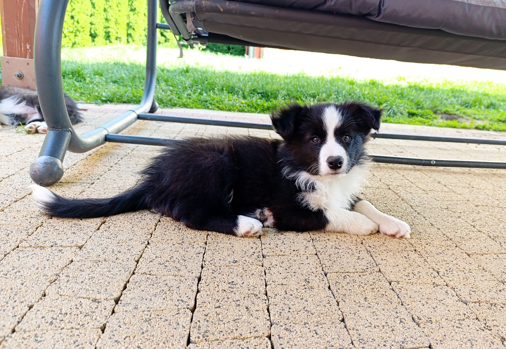 Piesek border collie ZKwP samczyk