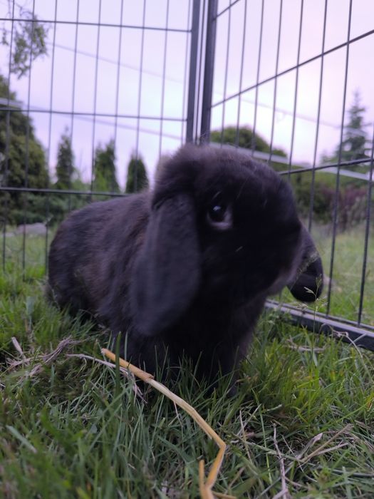 Królik mini lop samiec