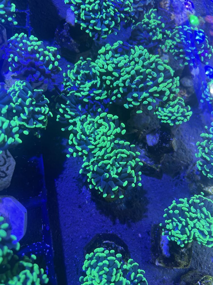 22 Euphyllia Paraancora Bicolor Fluo glowa Koralowiec Morski Lps