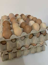 Ovos caseiros de galinha