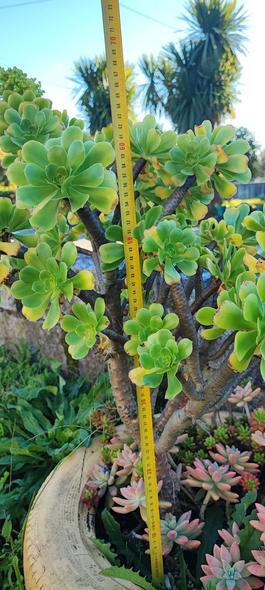 Planta suculenta