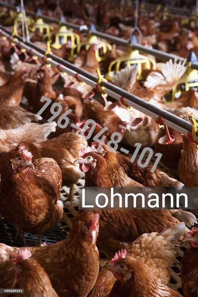 Kury Nioski Kolorowe Rosa Dominant Leghorn Lohman Leghorn