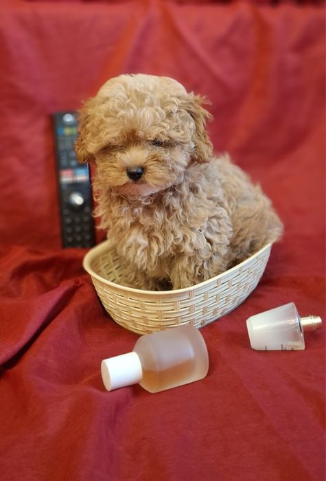 Мальтіпу ф1 гарнюній хлопчик