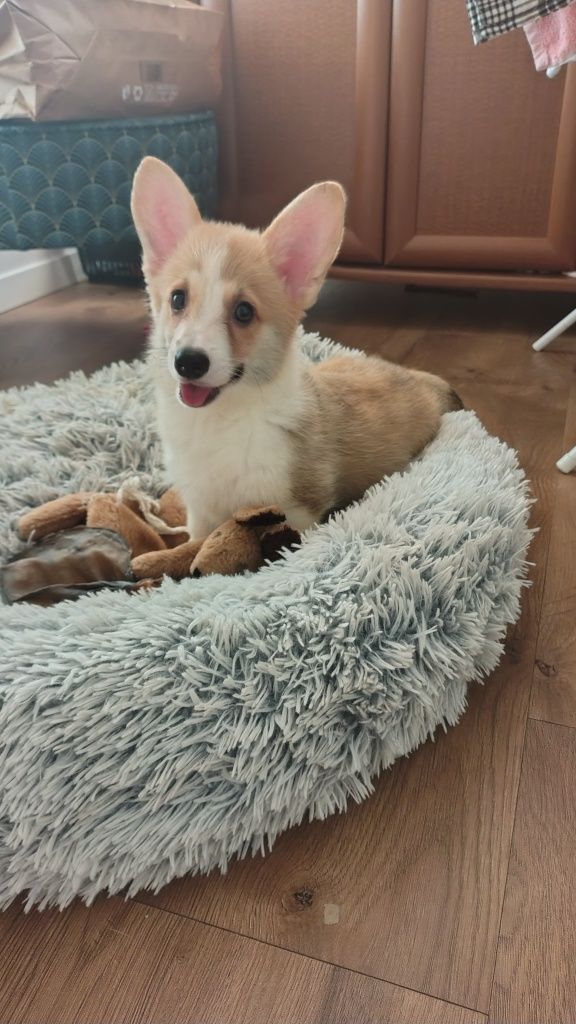 Welsh Corgi Pembroke FCI