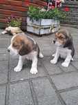 Piesek beagle tricolor z rodowodem.