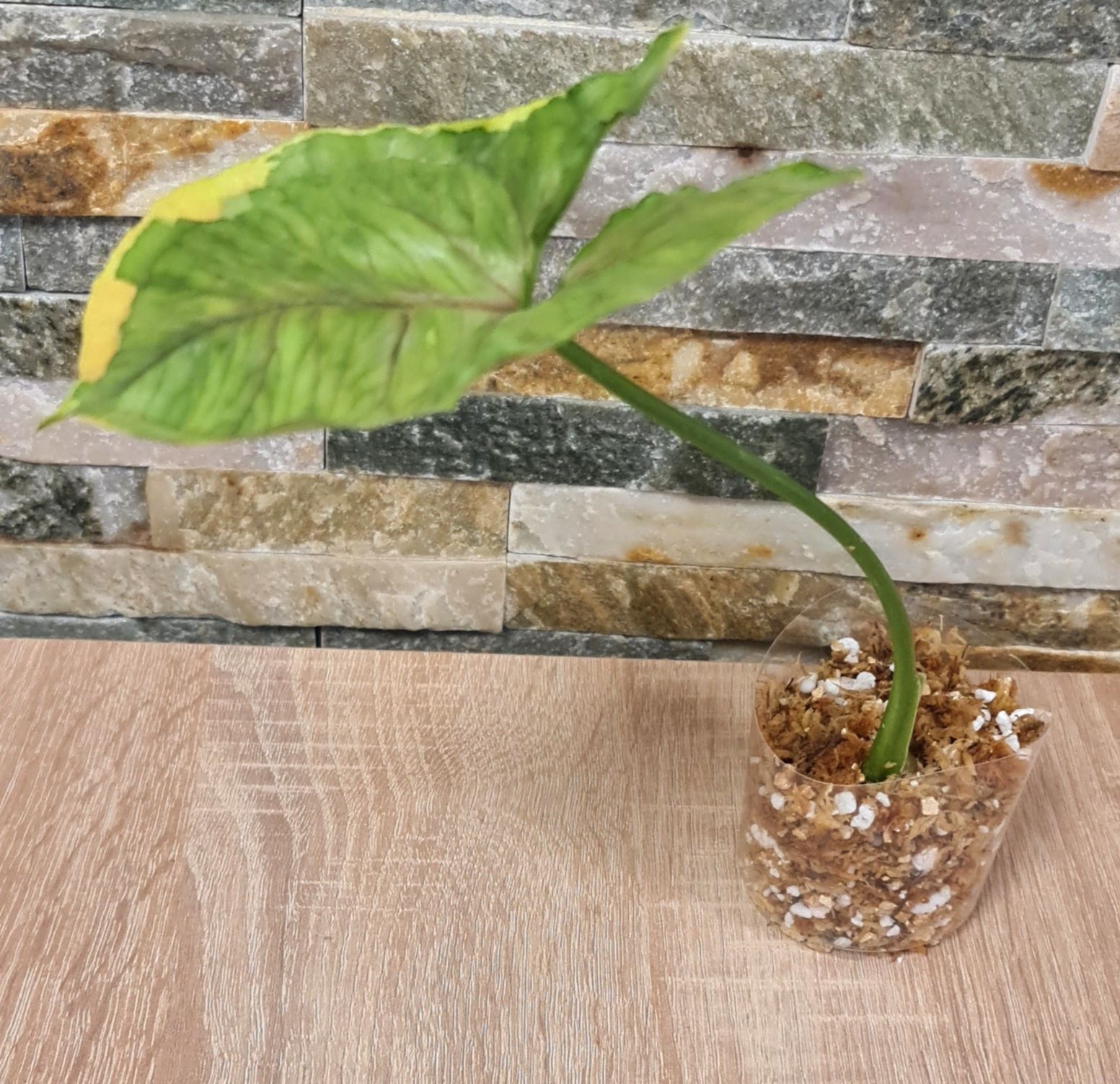 Syngonium Mango Allusion variegata