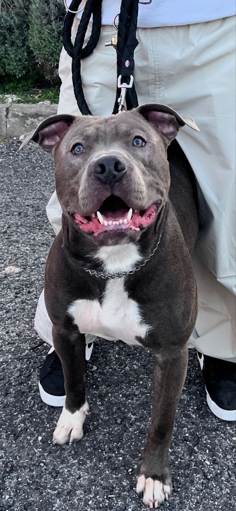 Doação de um pit bull de um ano e seis meses.