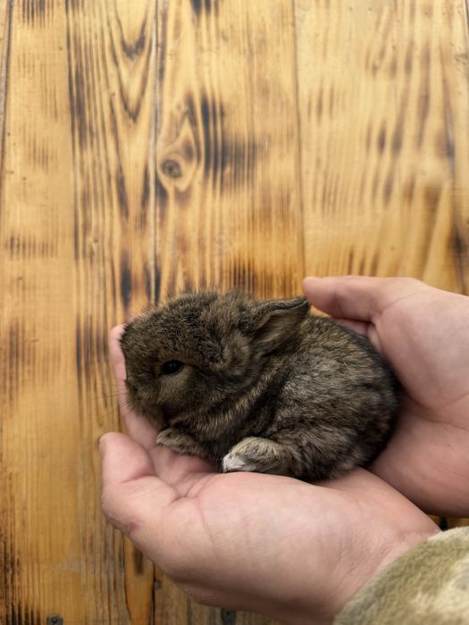 Декоративний кролик