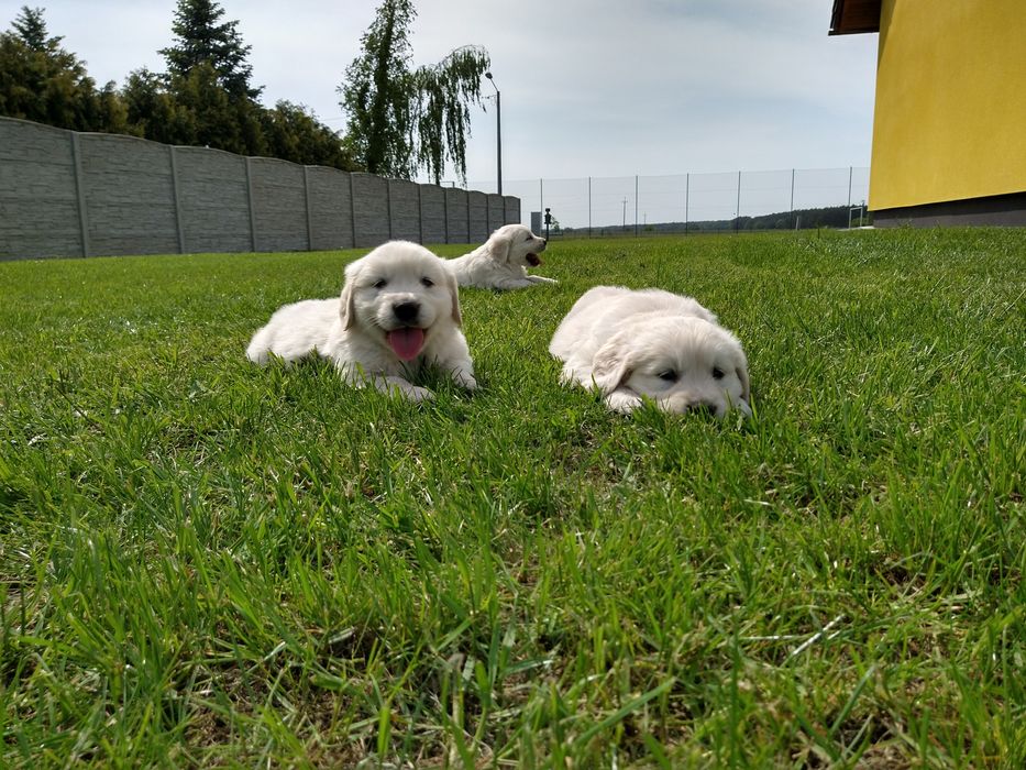 Golden Retriever