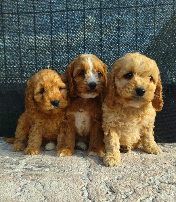 Cockapoo F1  dziewczyna