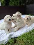 Golden Retriever piesek