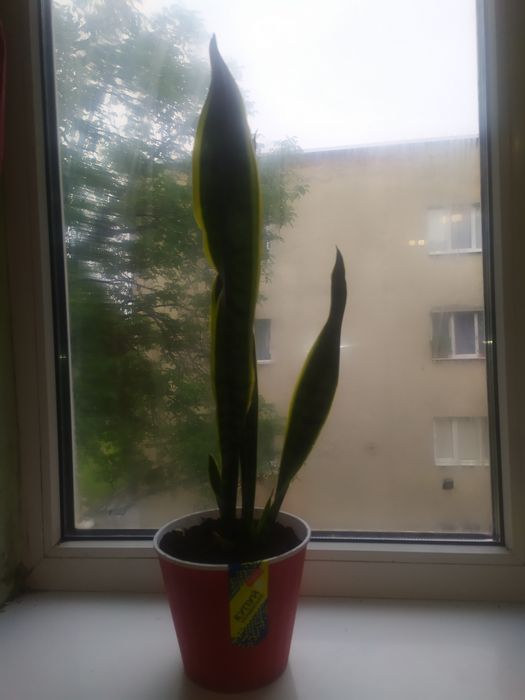 Квітка Сансевієрія