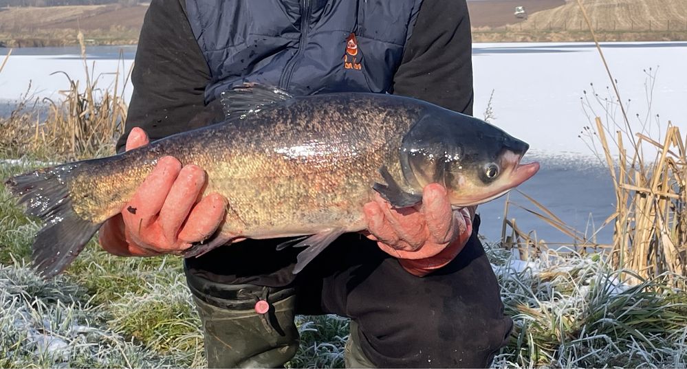 Karp Żywy Handlowy Pan Karp Pstrąg Amur Szczupak Sandacz Jesiotr Sum