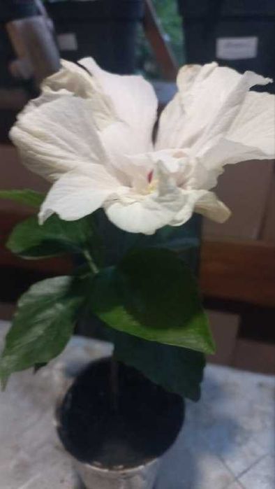 Продам  гибискусы, сосны,  форзицию,розмарин,ивы и  др  растения