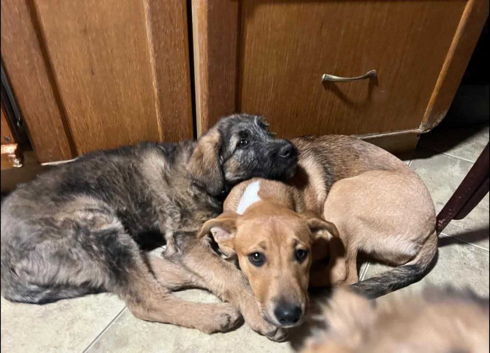 Szczeniak szuka domu