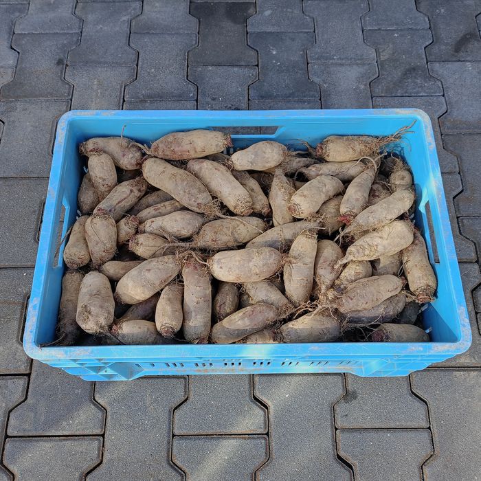 Buraki z własnego gospodarstwa 25 kg