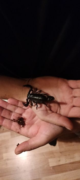 Skorpion heterometrus silneus