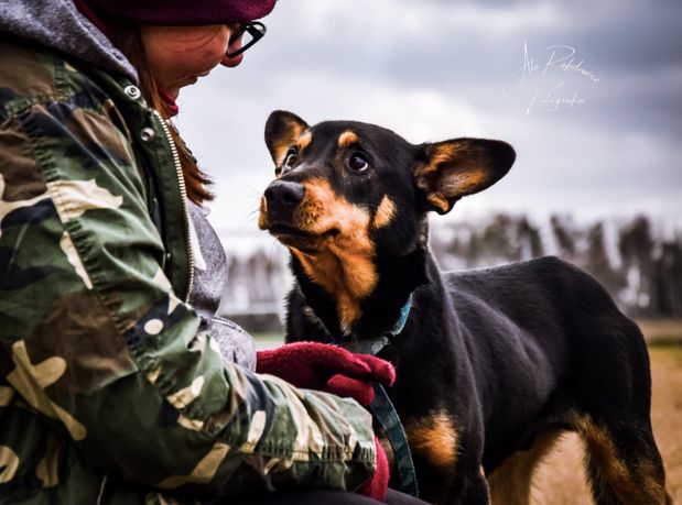 Bingo poleca się do adopcji