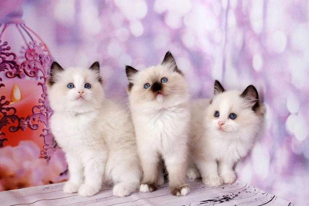 Кошенята регдолл з ідеальним темпераментом.