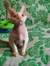Котик Девон-рекс продается 3 месяца котенок