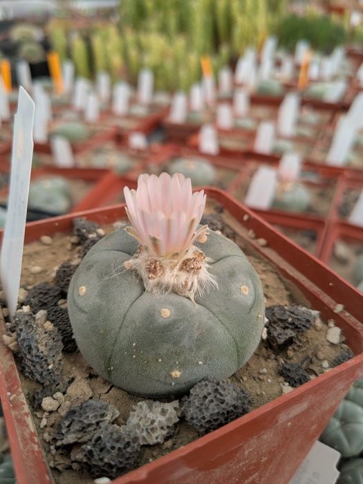 Lophophora williamsii
