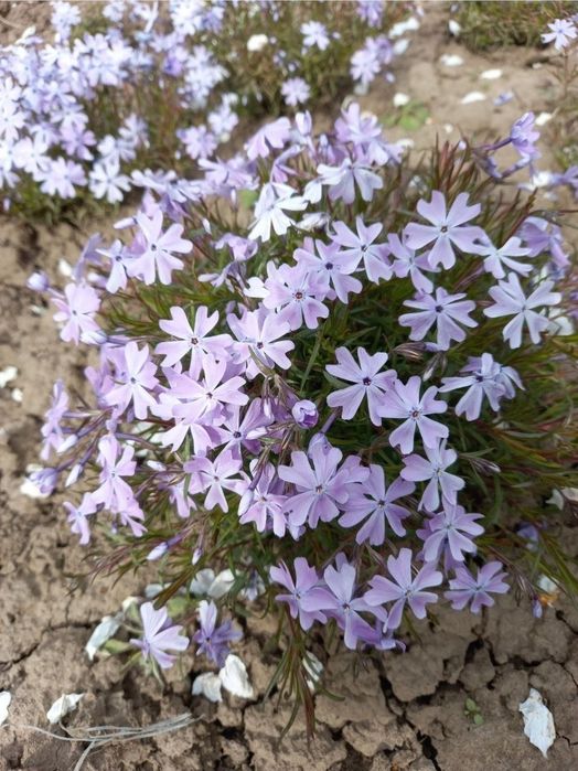 Флокс шиловидний почвокровельний