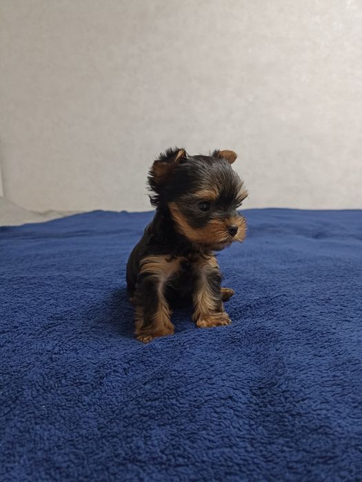 Йоркширські тер'єри родовід КСУ