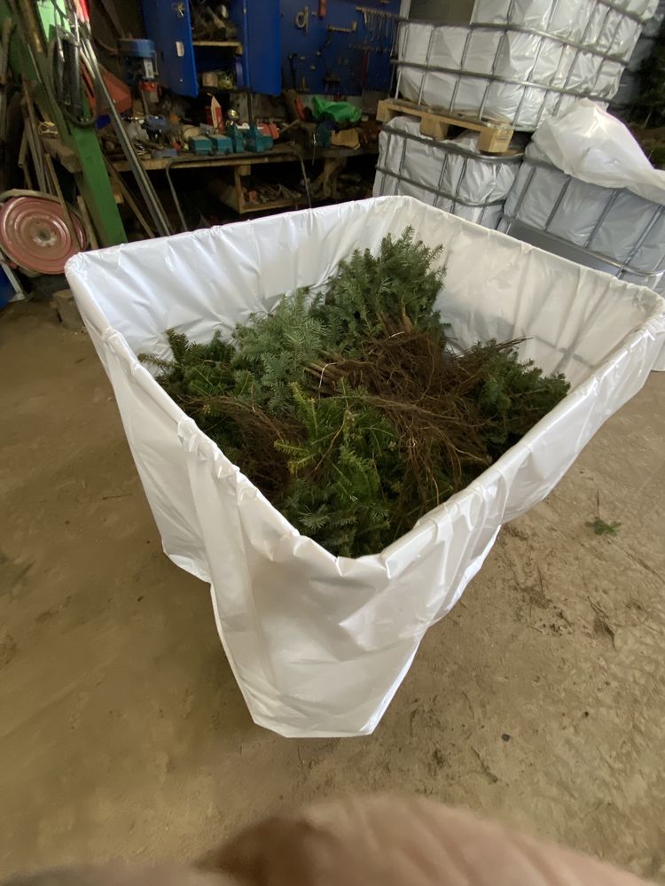 Jodła kaukaska sadzonki 2/2 choinek plantacja