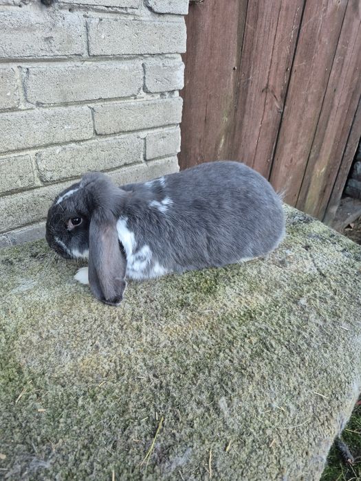 Sprzedam barany francuskie