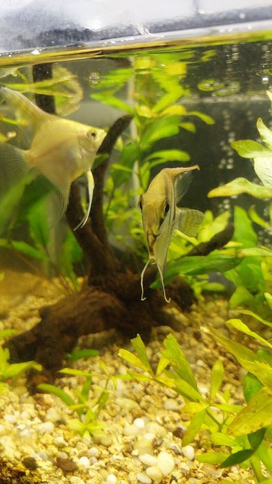 3 escalares (acará-bandeira)