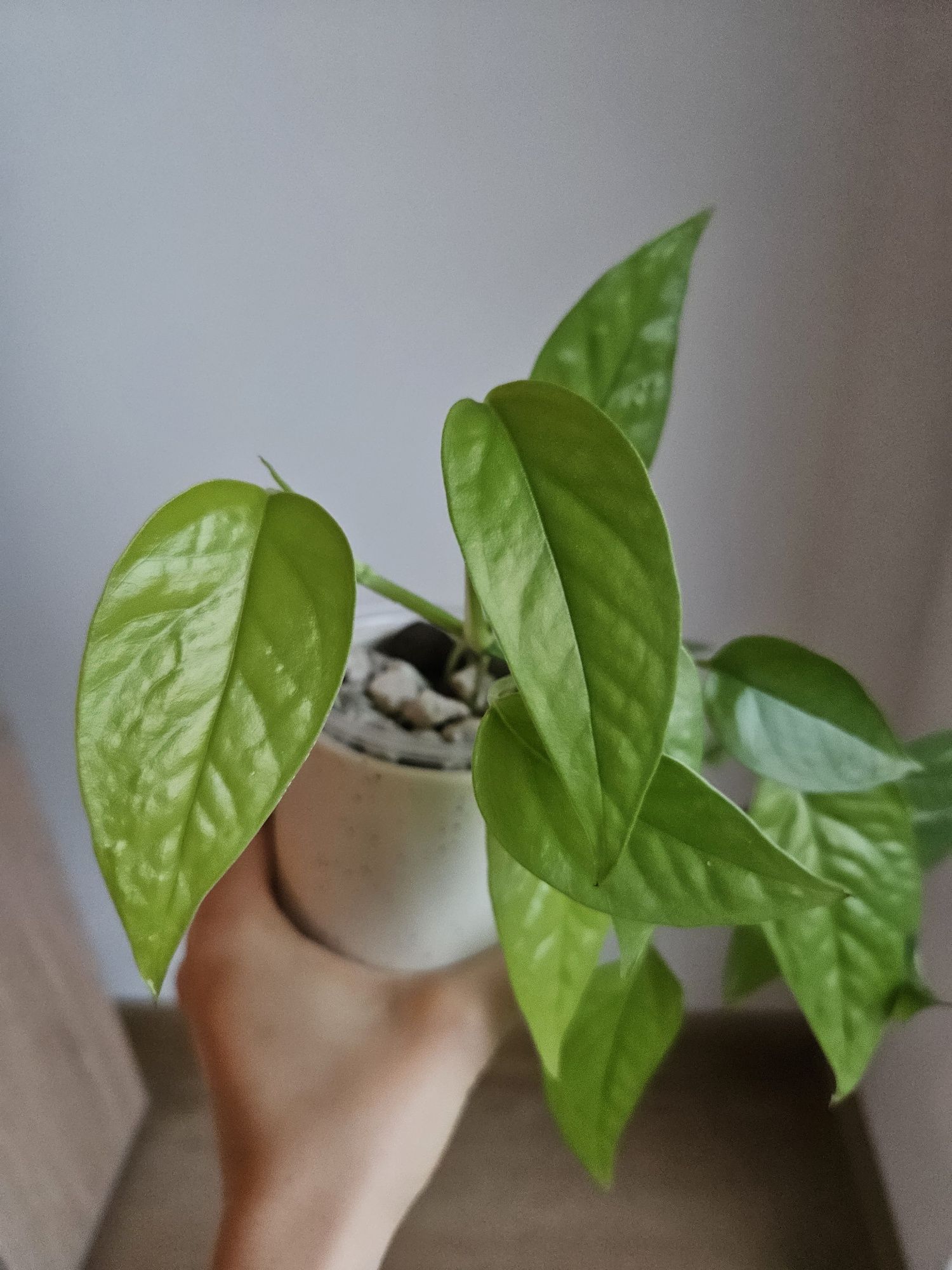 Epipremnum pinnatum neon sadzonka szczytowa cięta