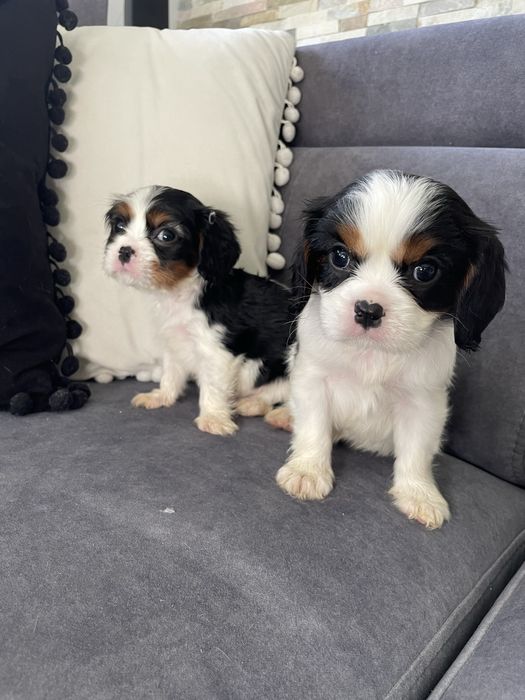 Piesek Cavalier King Charles Spaniel tricolor