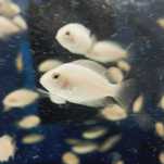 Pielęgnice zebry albino (Amatitlania nigrofasciata) 4-6cm