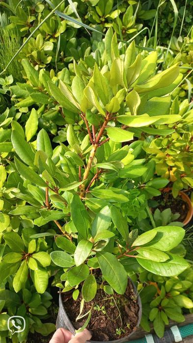 Саджанці рододендрона