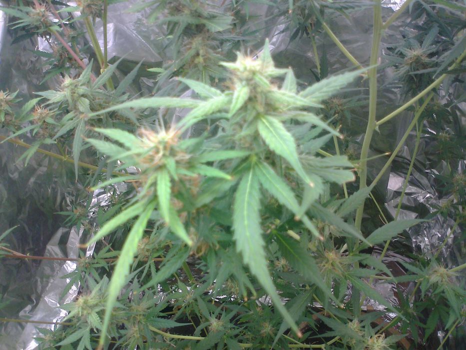 Afghan Kush 15g Suszu Roślinnego thc cbn cbl cbc Cannabis Flos (TOPY)