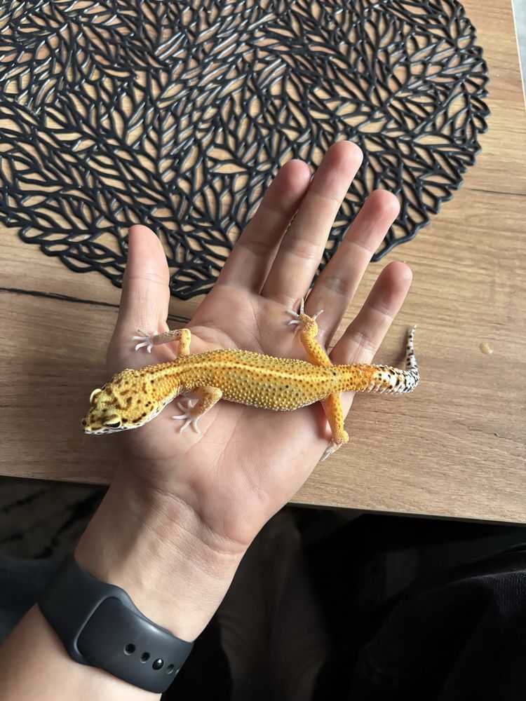 Gekon Lamparci Superhypo Tangerine