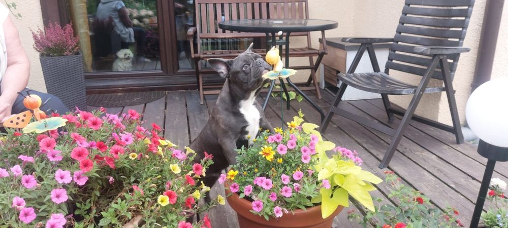 Bludog francuski BLUE niebieski SAMCZYK + GRATISY