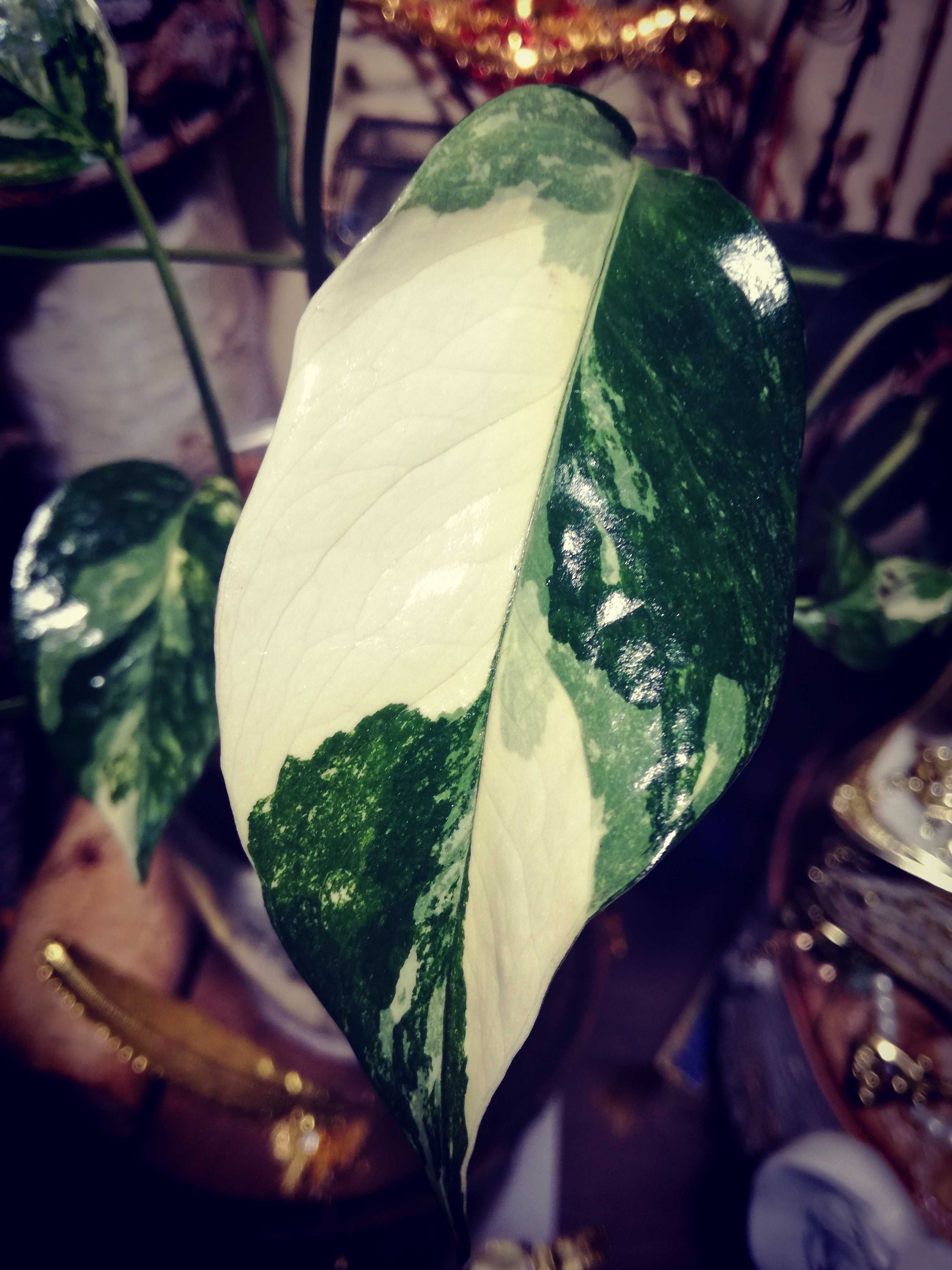 Epipremnum Pinnatum Variegata Albo PIĘKNOŚĆ monstera REZERWACJA